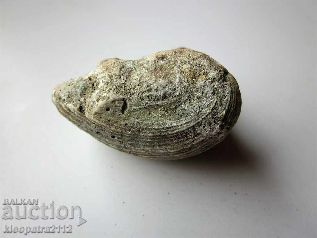Delivery of FOSSIL - VERY RARE AND BEAUTIFUL. Delivery of FOSSIL - VERY RARE AND BEAUTIFUL.