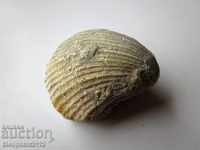 FOSSIL - VERY RARE AND BEAUTIFUL.