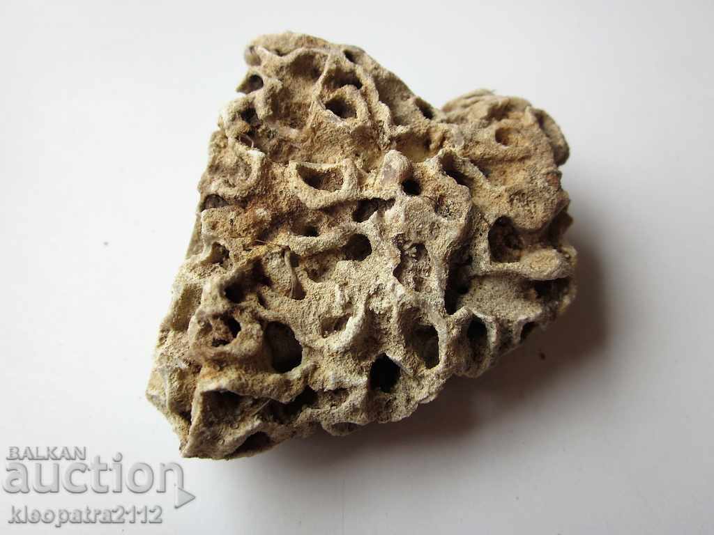 FOSSIL CORAL - VERY RARE AND BEAUTIFUL. with price 10.00 BGN | € 5.11 FOSSIL CORAL - VERY RARE AND BEAUTIFUL. with price 10.00 BGN | € 5.11