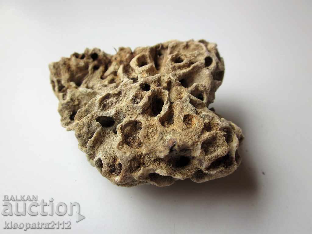 Auction FOSSIL CORAL - VERY RARE AND BEAUTIFUL. Auction FOSSIL CORAL - VERY RARE AND BEAUTIFUL.