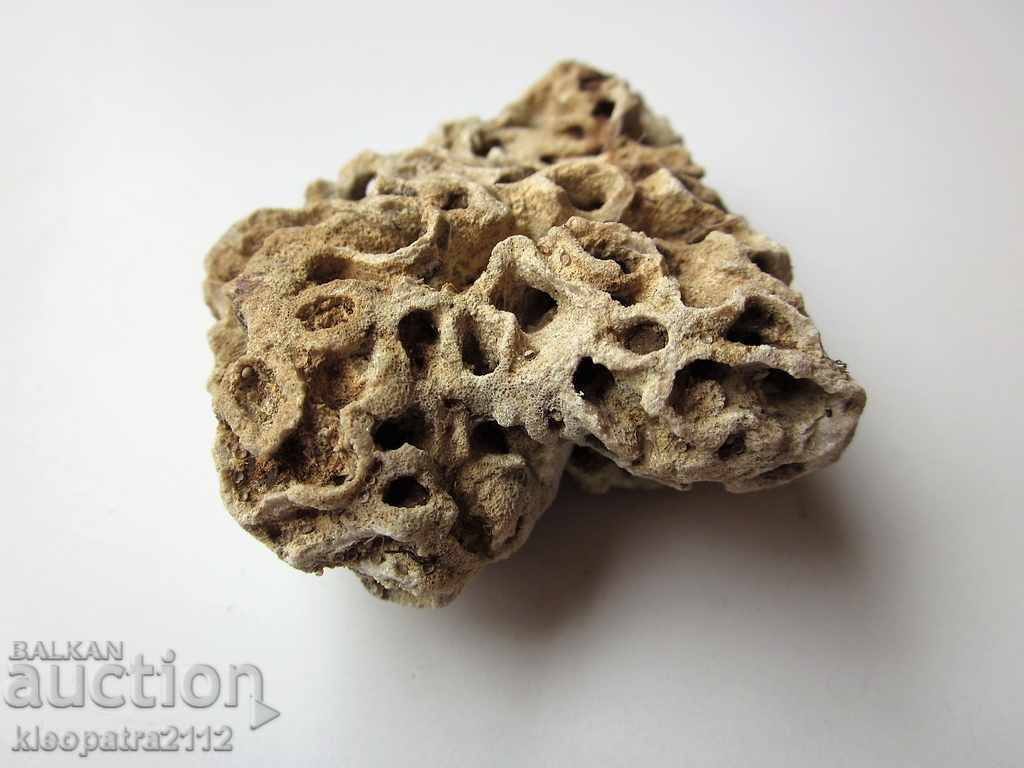 Delivery of FOSSIL CORAL - VERY RARE AND BEAUTIFUL. Delivery of FOSSIL CORAL - VERY RARE AND BEAUTIFUL.