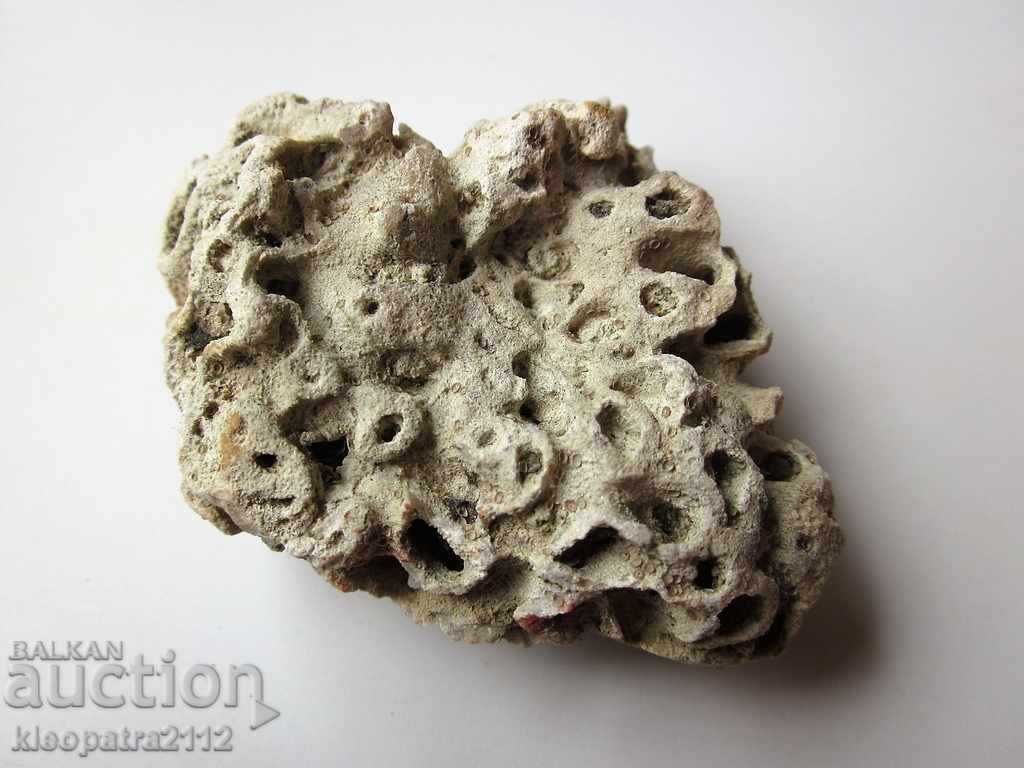 FOSSIL CORAL - VERY RARE AND BEAUTIFUL. - 5 FOSSIL CORAL - VERY RARE AND BEAUTIFUL. - 5