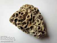 FOSSIL CORAL - VERY RARE AND BEAUTIFUL.