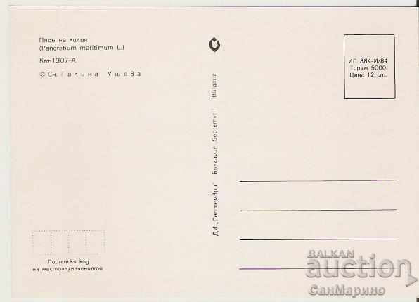 Card Bulgaria Sand lily * with price 0.70 BGN | € 0.36 Card Bulgaria Sand lily * with price 0.70 BGN | € 0.36