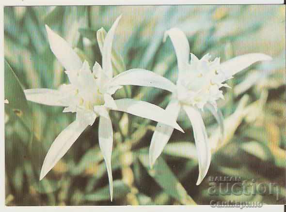 Card Bulgaria Sand lily *