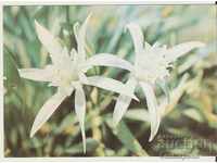 Card Bulgaria Sand lily *