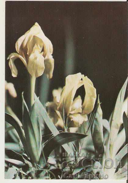 Card Bulgaria Honey iris *