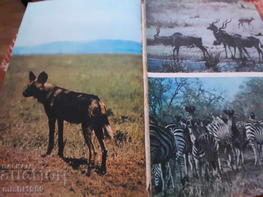 Licitație Animale din Africa Licitație Animale din Africa