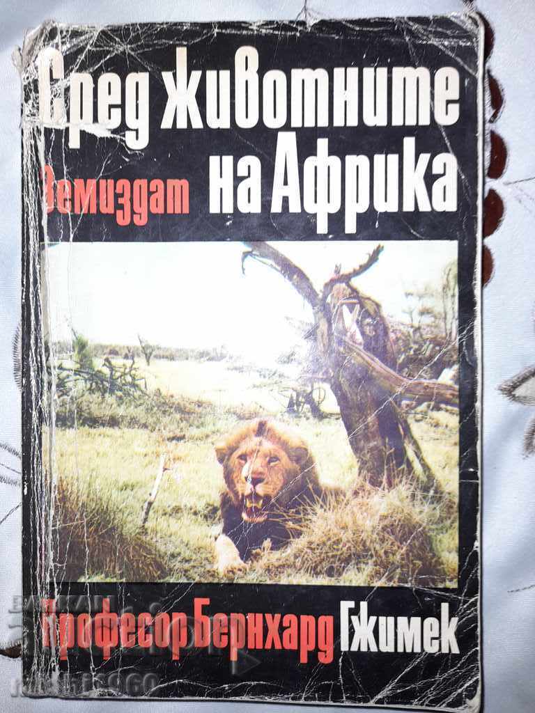 Animale din Africa Animale din Africa