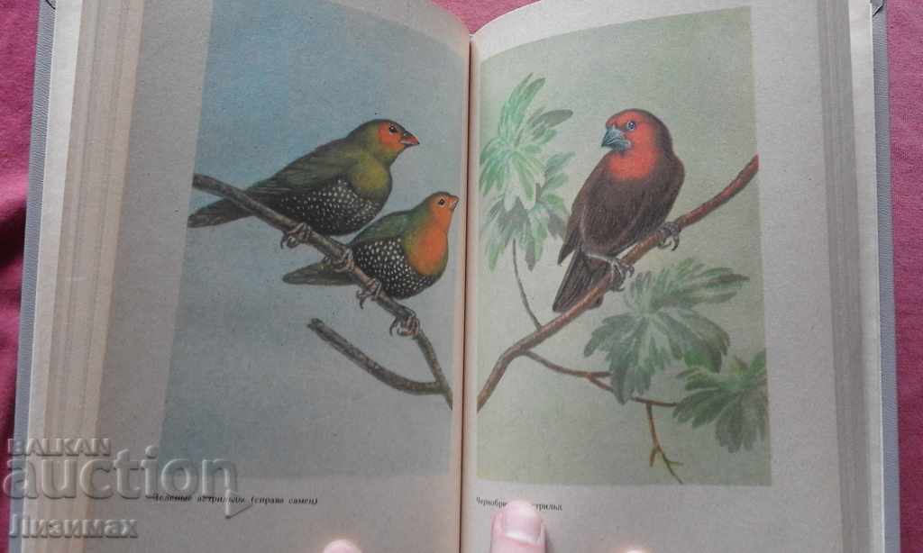 The feathered rainbow is Eduard Sergeevich Zherdev - 6 The feathered rainbow is Eduard Sergeevich Zherdev - 6