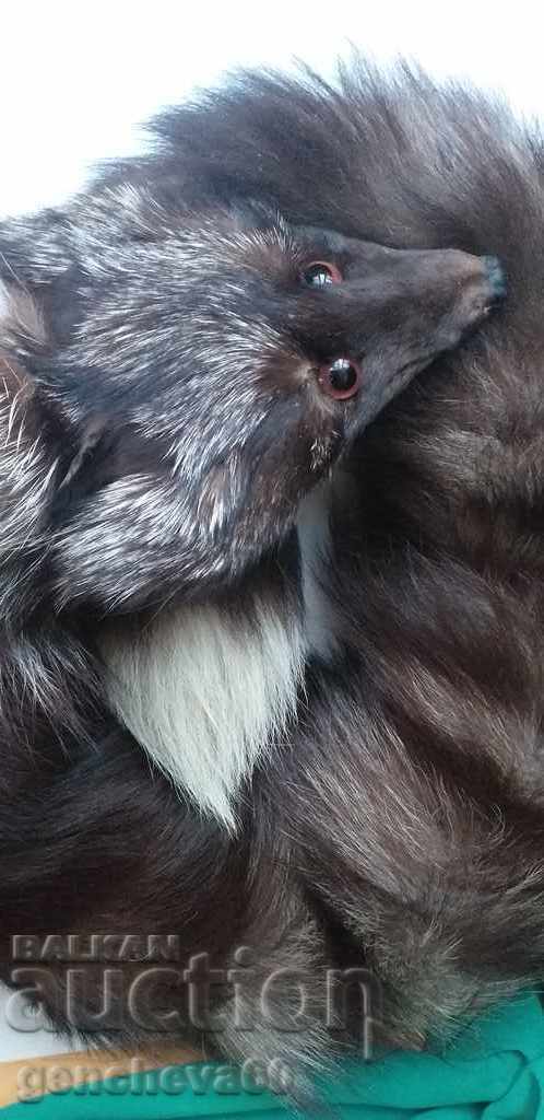 Auction Natural silver fox fur collar Auction Natural silver fox fur collar