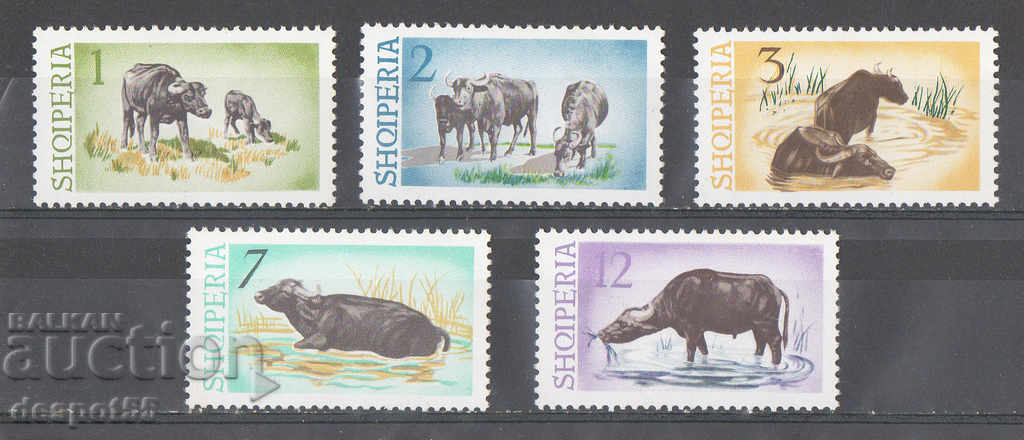 1965. Albania. Water buffalo.