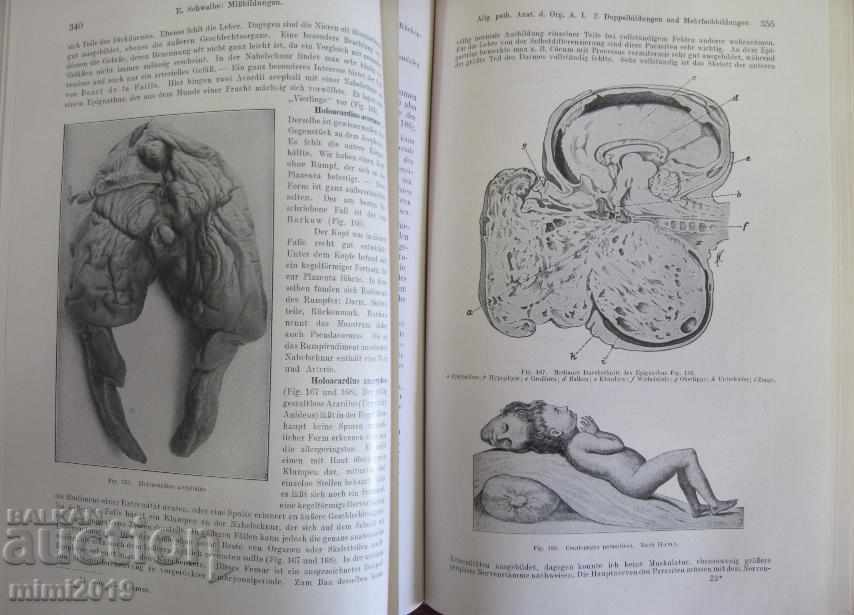 Delivery of 1923 Medical Book Pathological Anatomy Vienna Delivery of 1923 Medical Book Pathological Anatomy Vienna