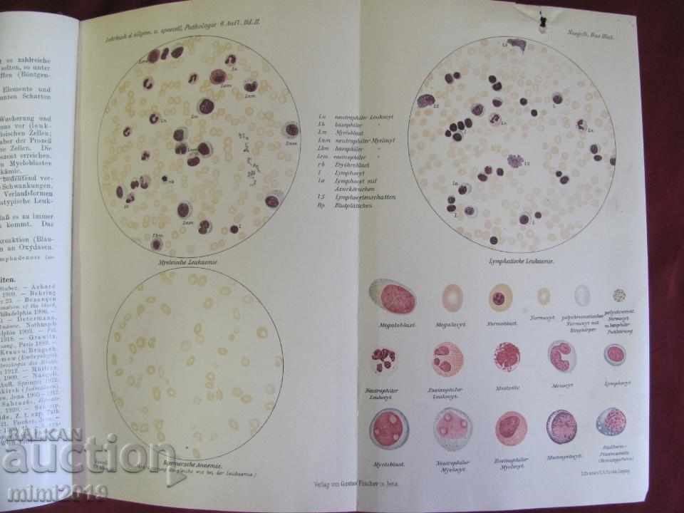 Auction 1923 Medical Book Pathological Anatomy Volume 2 Vienna Auction 1923 Medical Book Pathological Anatomy Volume 2 Vienna