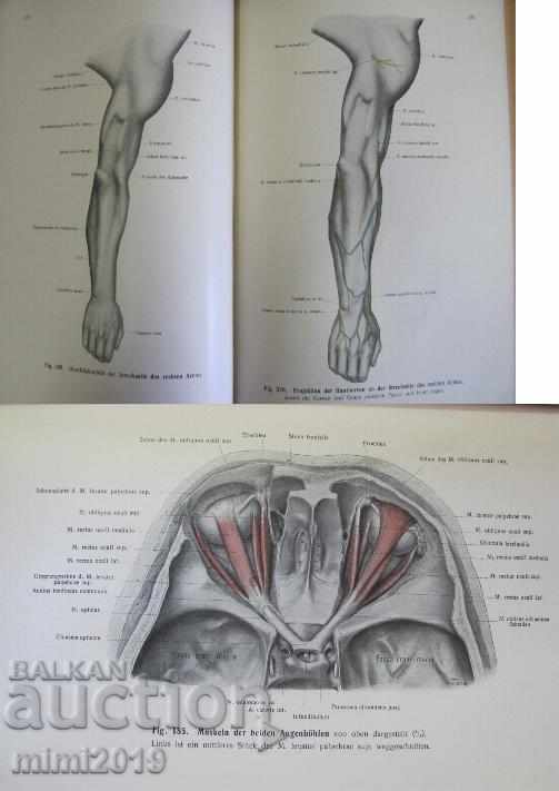 Delivery of 1920 Medical Book Anatomy Delivery of 1920 Medical Book Anatomy