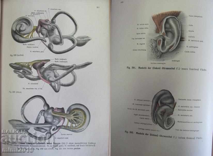 1920 Medical Book Anatomy - 6 1920 Medical Book Anatomy - 6