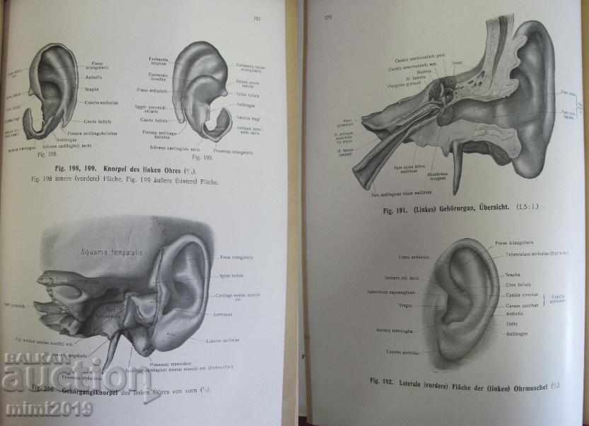 1920 Medical Book Anatomy - 7 1920 Medical Book Anatomy - 7