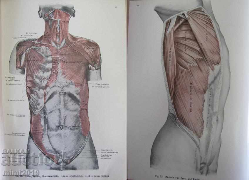 Delivery of 1922 Medical Book Anatomy Germany Delivery of 1922 Medical Book Anatomy Germany
