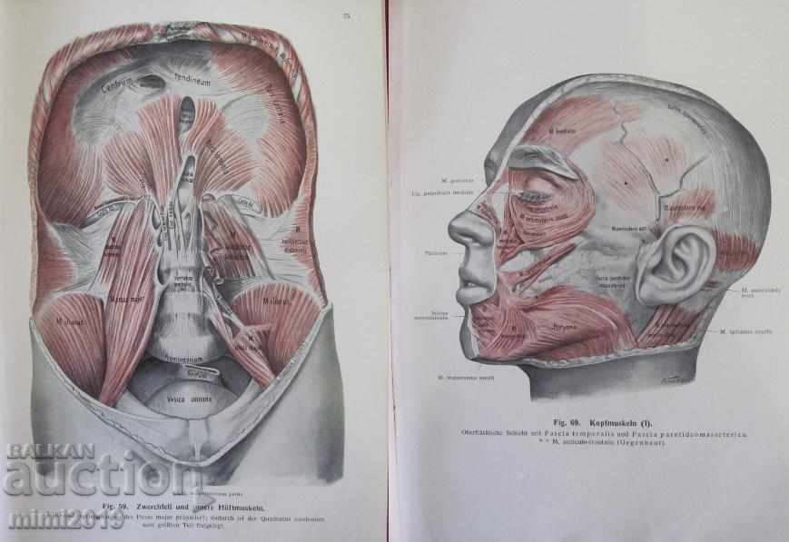 1922 Medical Book Anatomy Germany - 5 1922 Medical Book Anatomy Germany - 5