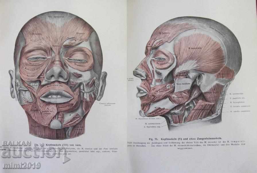 1922 Medical Book Anatomy Germany - 6 1922 Medical Book Anatomy Germany - 6