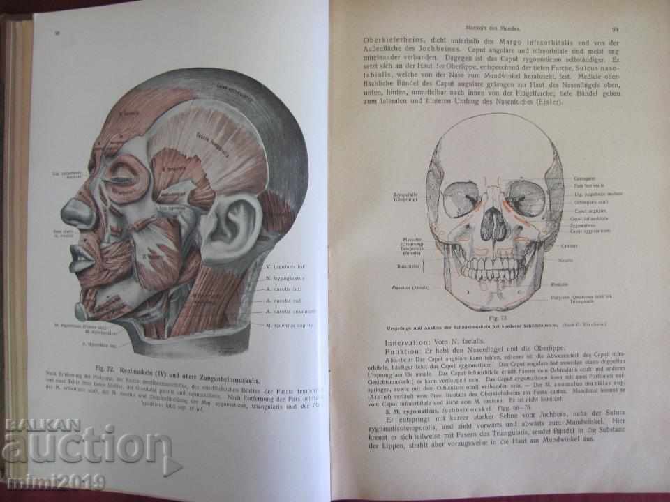 1922 Medical Book Anatomy Germany - 7 1922 Medical Book Anatomy Germany - 7