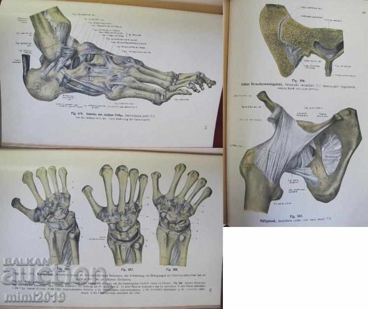 Auction 1922 Medical Book Anatomy Germany Auction 1922 Medical Book Anatomy Germany