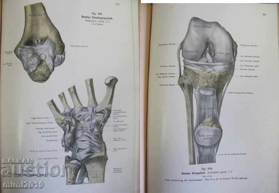 Delivery of 1922 Medical Book Anatomy Germany Delivery of 1922 Medical Book Anatomy Germany
