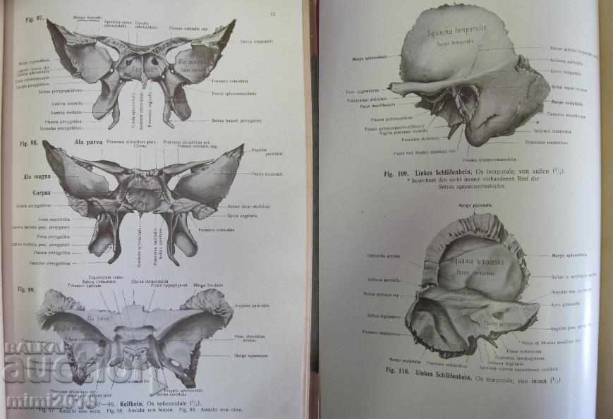 1922 Medical Book Anatomy Germany - 6 1922 Medical Book Anatomy Germany - 6