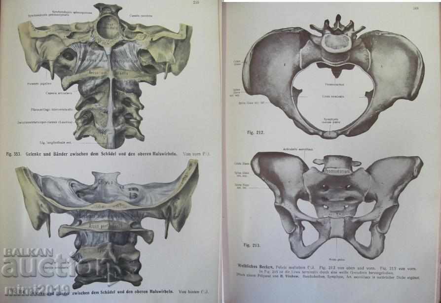 1922 Medical Book Anatomy Germany - 7 1922 Medical Book Anatomy Germany - 7