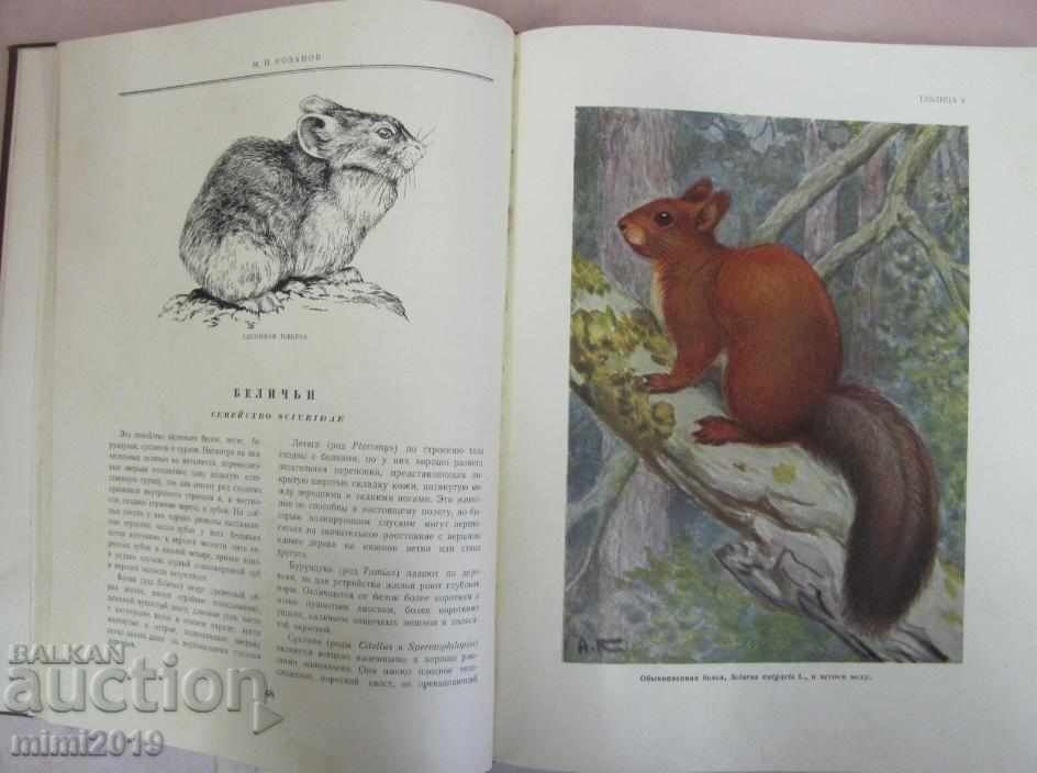 Licitație 1953 Atlasul păsărilor și animalelor sălbatice Volumul 2 Rusia Licitație 1953 Atlasul păsărilor și animalelor sălbatice Volumul 2 Rusia