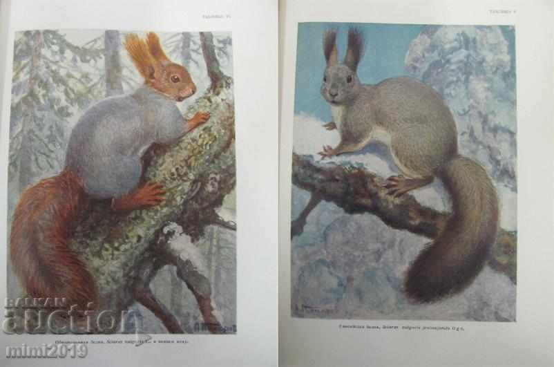Livrarea 1953 Atlasul păsărilor și animalelor sălbatice Volumul 2 Rusia Livrarea 1953 Atlasul păsărilor și animalelor sălbatice Volumul 2 Rusia