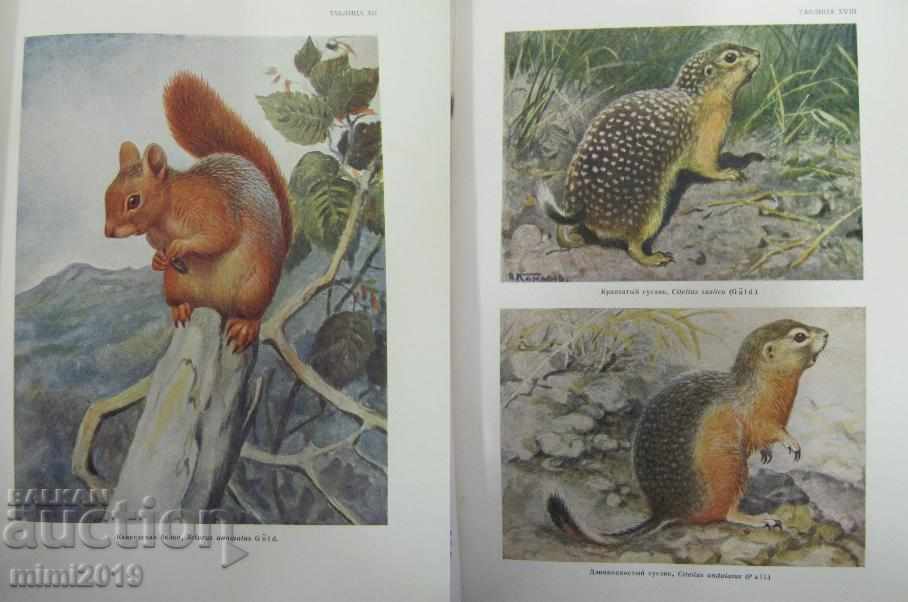 1953 Atlasul păsărilor și animalelor sălbatice Volumul 2 Rusia - 5 1953 Atlasul păsărilor și animalelor sălbatice Volumul 2 Rusia - 5
