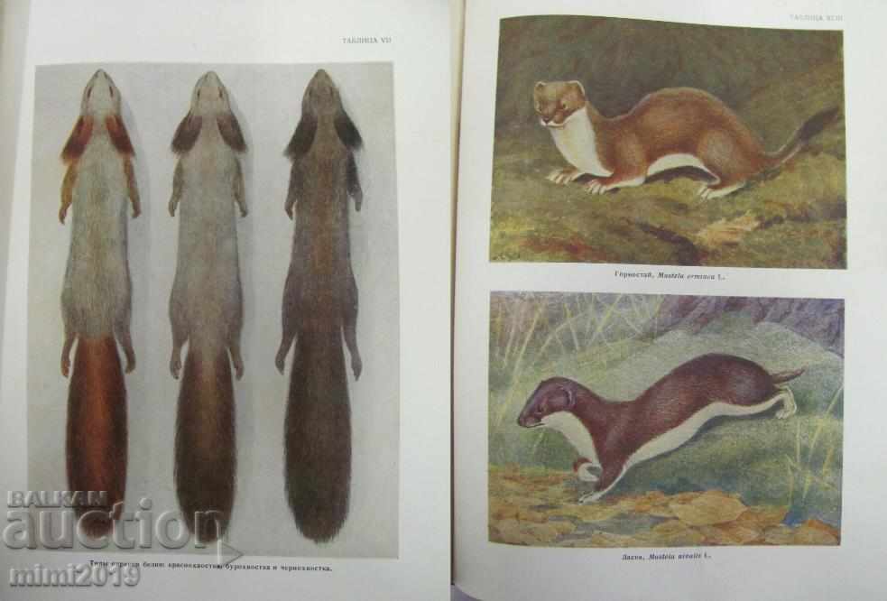 1953 Atlasul păsărilor și animalelor sălbatice Volumul 2 Rusia - 6 1953 Atlasul păsărilor și animalelor sălbatice Volumul 2 Rusia - 6