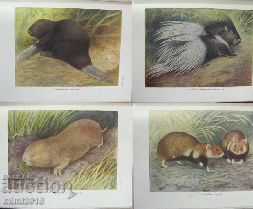 1953 Atlasul păsărilor și animalelor sălbatice Volumul 2 Rusia - 7 1953 Atlasul păsărilor și animalelor sălbatice Volumul 2 Rusia - 7