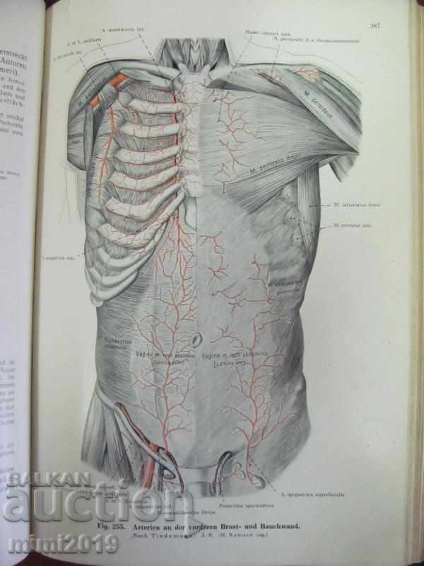 Auction 1933 Medical Book Atlas Anatomy 3rd Vol Auction 1933 Medical Book Atlas Anatomy 3rd Vol