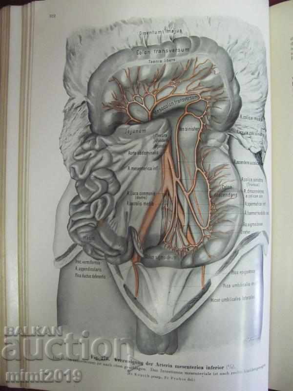 Delivery of 1933 Medical Book Atlas Anatomy 3rd Vol Delivery of 1933 Medical Book Atlas Anatomy 3rd Vol