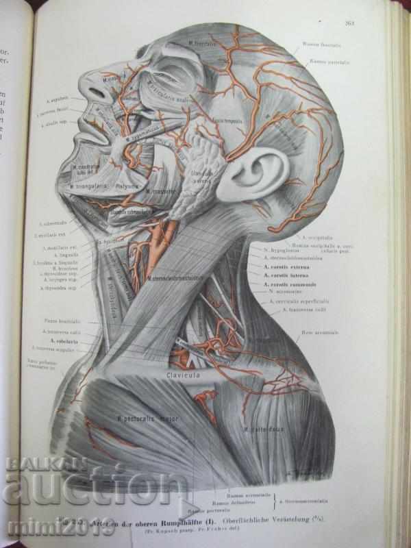 1933 Medical Book Atlas Anatomy 3rd Vol - 5 1933 Medical Book Atlas Anatomy 3rd Vol - 5