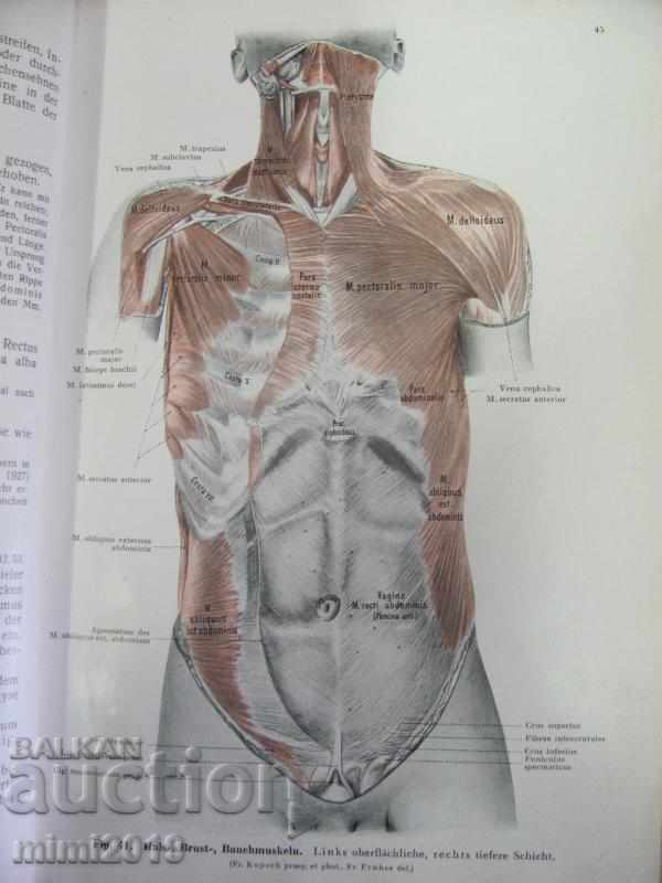 1933 Medical Book Atlas Anatomy 3rd Vol - 6 1933 Medical Book Atlas Anatomy 3rd Vol - 6