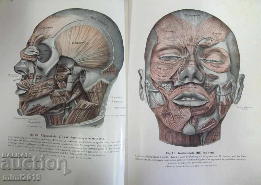 1933 Medical Book Atlas Anatomy 3rd Vol - 7 1933 Medical Book Atlas Anatomy 3rd Vol - 7