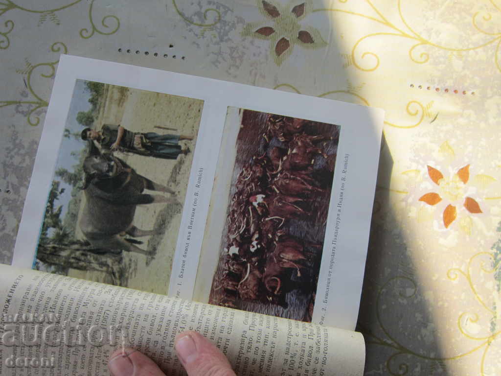 Βιβλίο Buffalo 1986 - 5 Βιβλίο Buffalo 1986 - 5