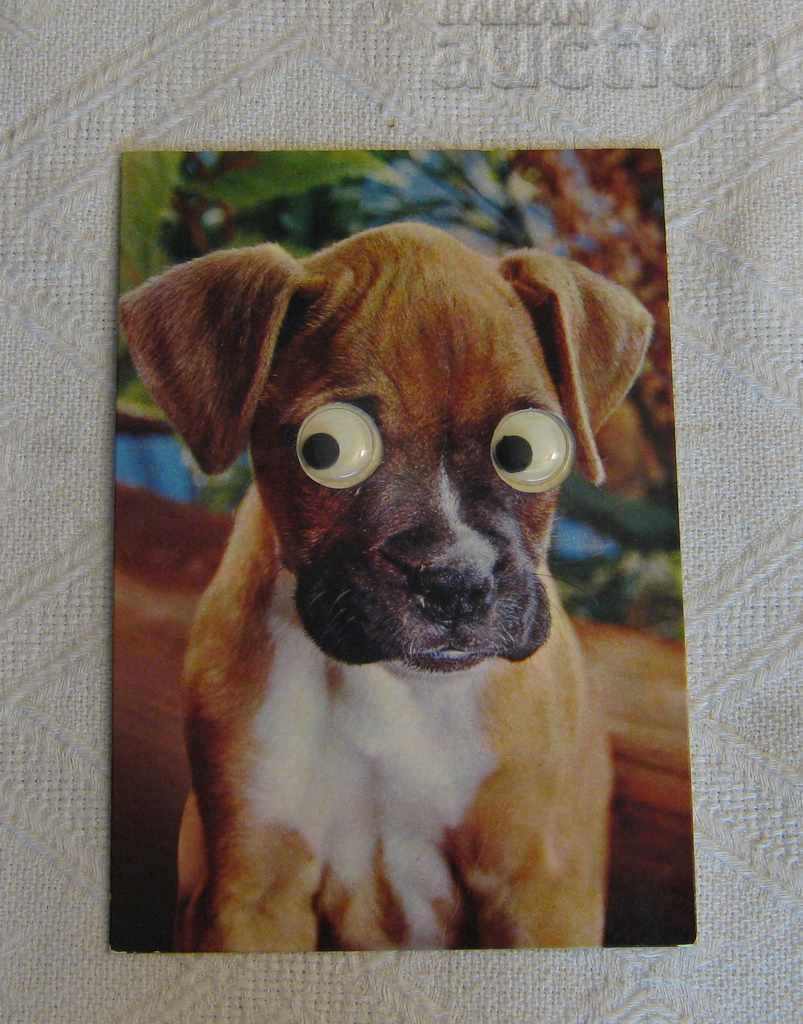 LABRADOR DOG MOVING EYES ITALY CECAMI P.K. with price 5.00 BGN | € 2.56