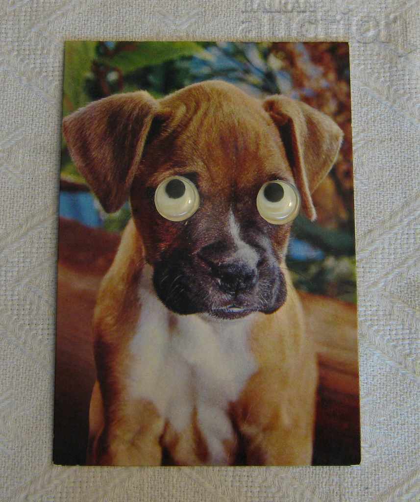 Auction  LABRADOR DOG MOVING EYES ITALY CECAMI P.K.