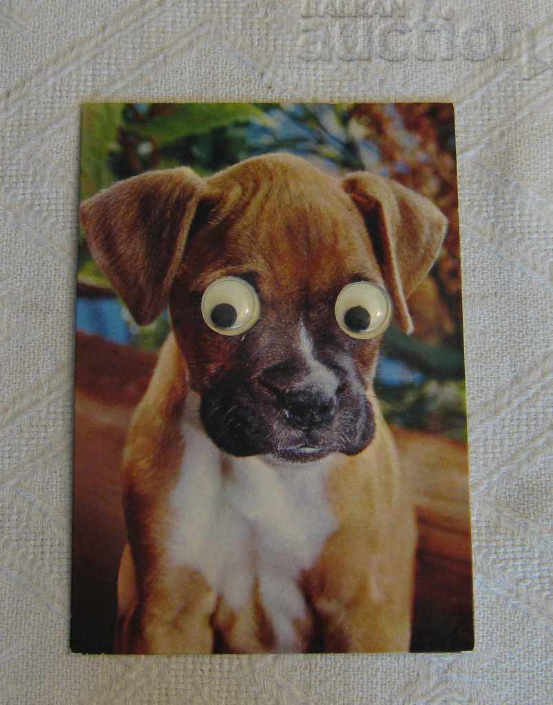 Delivery of LABRADOR DOG MOVING EYES ITALY CECAMI P.K.