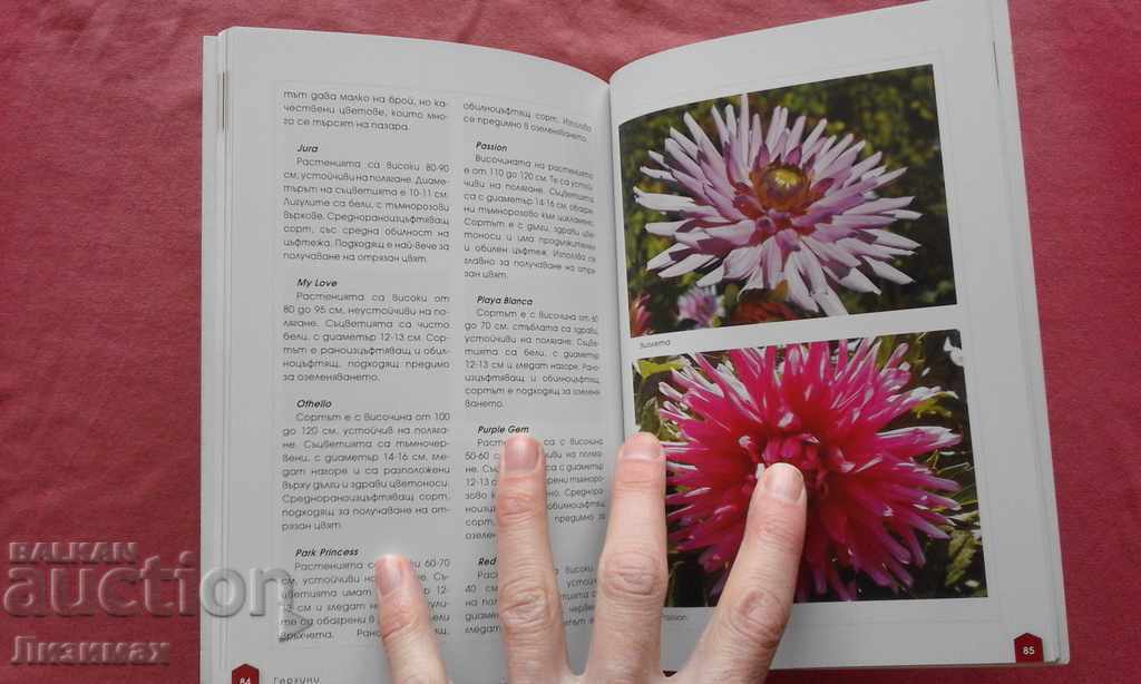 Delivery of Gergini - Emilia Lisichkova Delivery of Gergini - Emilia Lisichkova