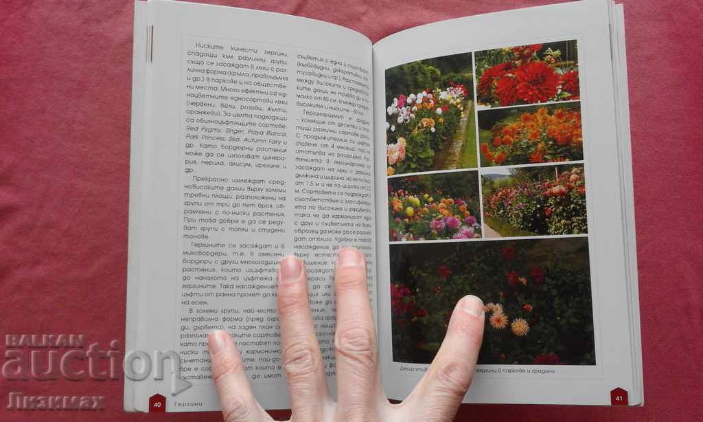 Gergini - Emilia Lisichkova - 5 Gergini - Emilia Lisichkova - 5