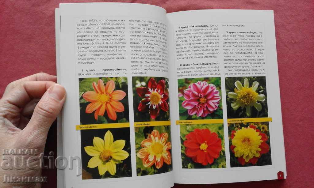 Gergini - Emilia Lisichkova - 6 Gergini - Emilia Lisichkova - 6