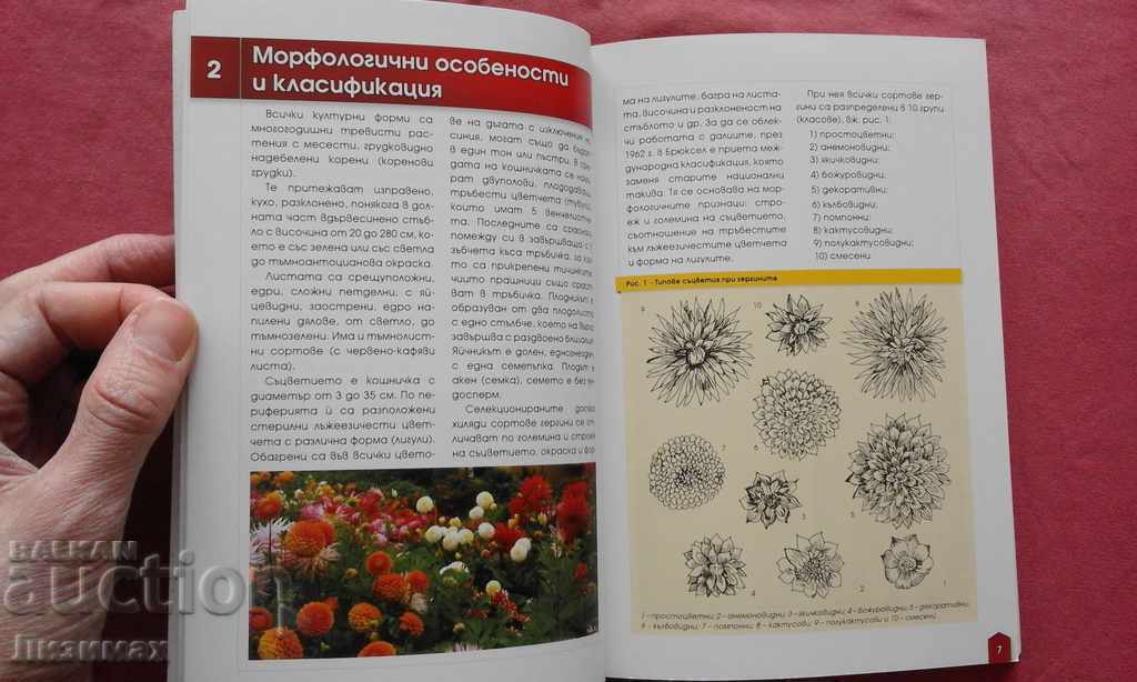 Gergini - Emilia Lisichkova - 7 Gergini - Emilia Lisichkova - 7