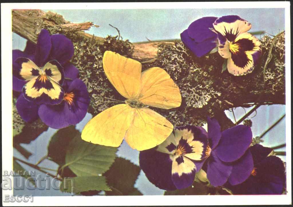 Card Flori Fluture 1970 din URSS