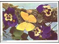 Card Butterfly Flowers 1970 from the USSR