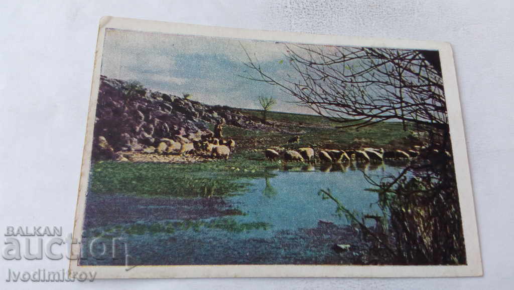 Пощенска картичка Офце край река Фотоколор № 121